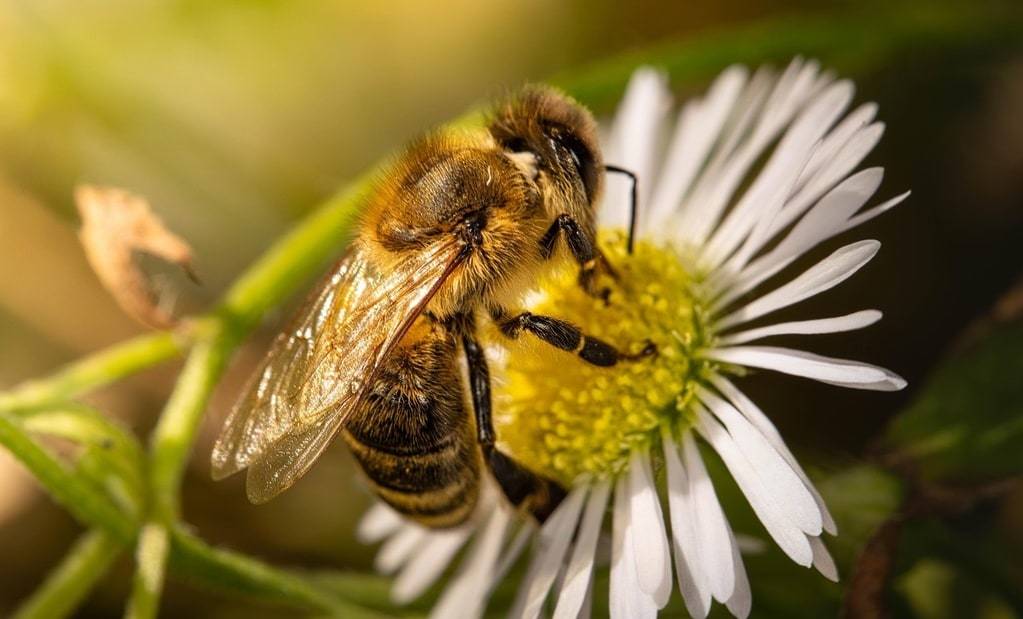 Les vertus naturelles de la propolis pour la santé